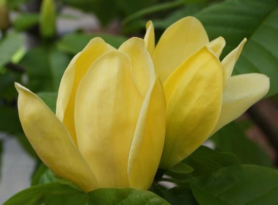 Magnolia x brooklynesis Yellow Bird