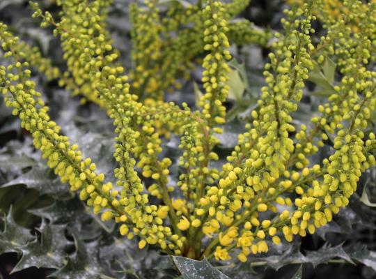 Mahonia x media 'Winter Sun'