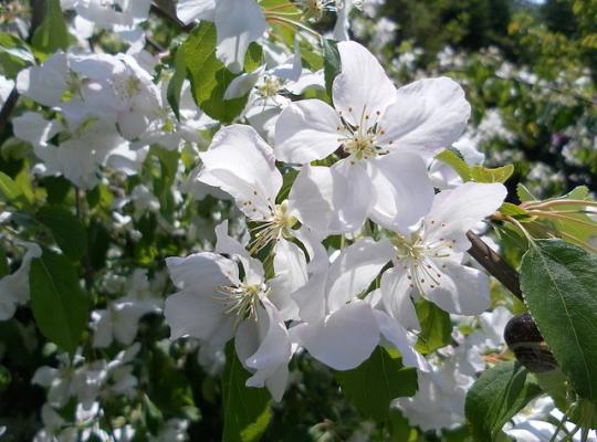 Malus Jelly King