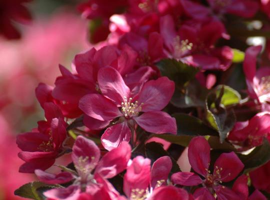 Malus x moerlandsii Profusion Improved