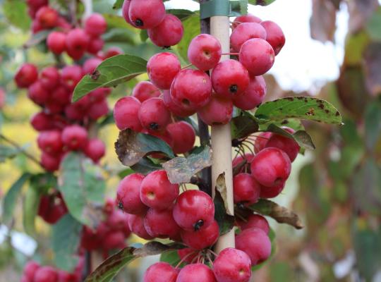 Malus x robusta Red Sentinel