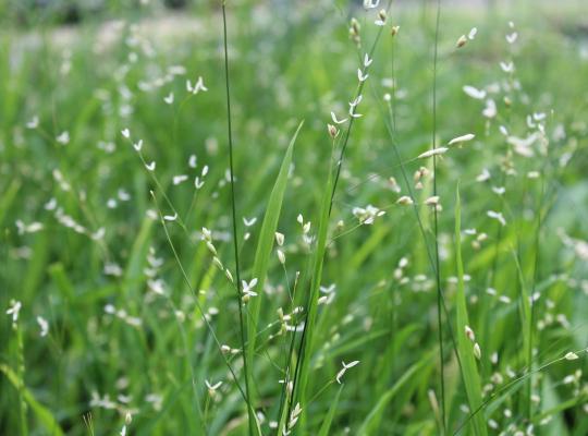 Melica altissima Alba