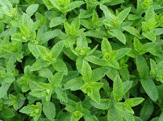 Mentha spicata var. crispa Moroccan