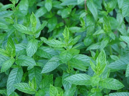 Mentha spicata