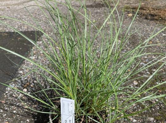Miscanthus sin. 'Adagio'