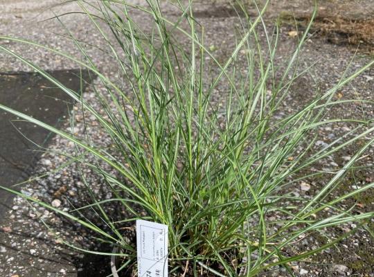 Miscanthus sinensis Adagio