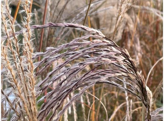 Miscanthus sin. Flamingo