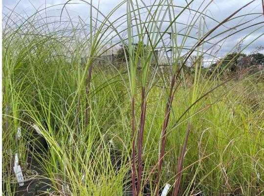 Miscanthus sin. 'Gracillimus'