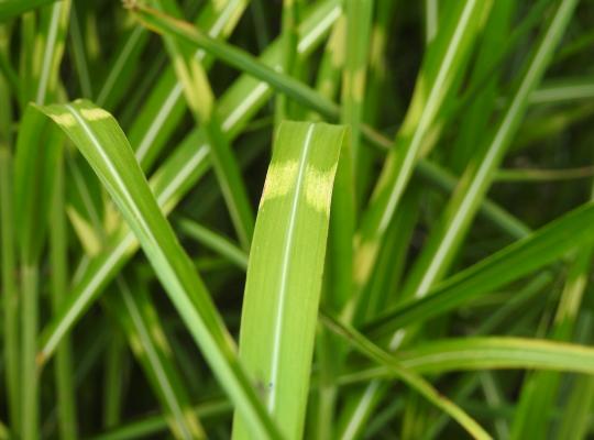 Miscanthus sinensis Strictus