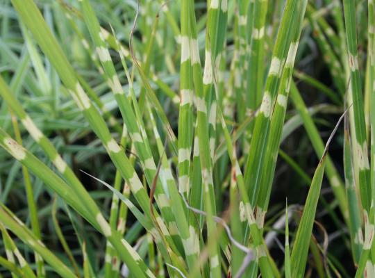 Miscanthus sinensis Zebrinus