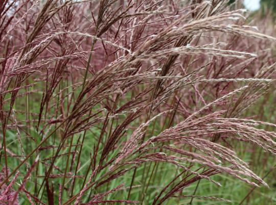 Miscanthus sin. Ferne Osten