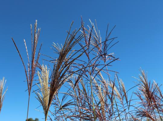 Miscanthus sinensis Malepartus