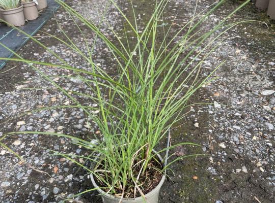 Miscanthus sinensis Yakushima Dwarf