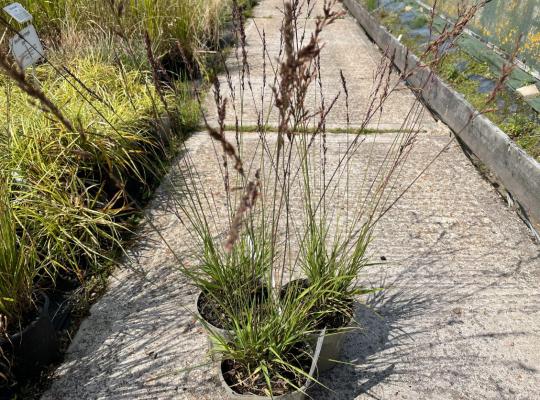 Molinia caerulea  subsp. cearulea Edith Dudszus