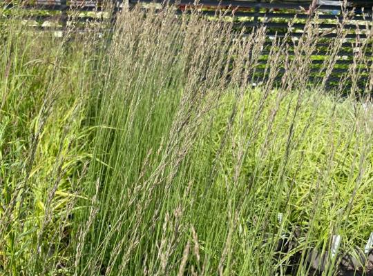 Molinia caerulea subsp. arundinacea Heidebraut