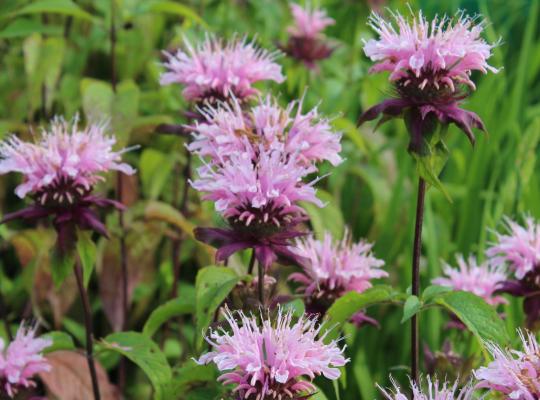 Monarda Beauty of Cobham