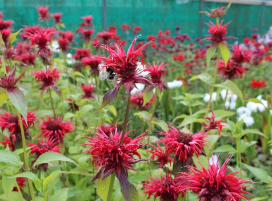 Monarda 'Cambridge Scarlet'