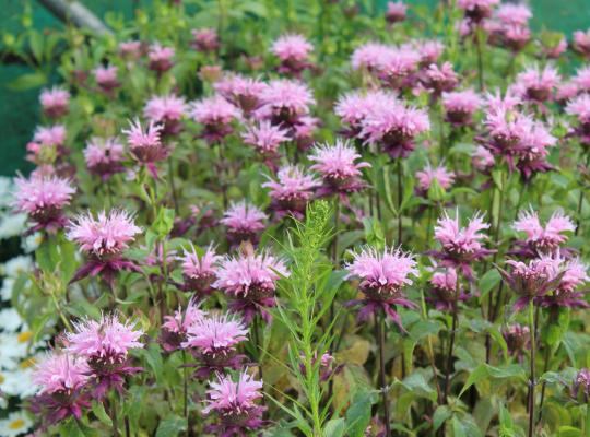 Monarda 'Croftway Pink'