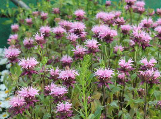 Monarda Croftway Pink