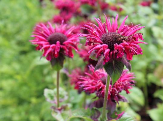 Monarda 'Fireball'