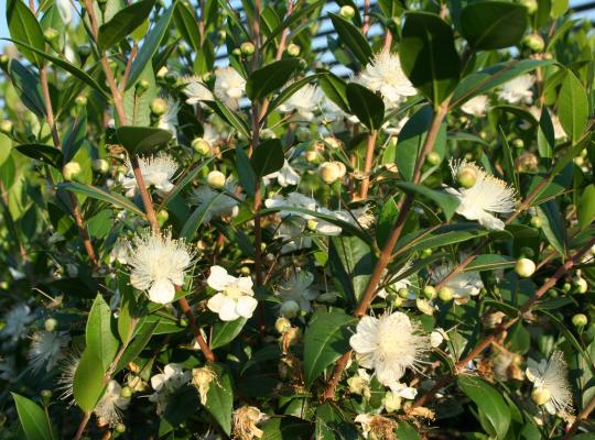 Myrtus communis