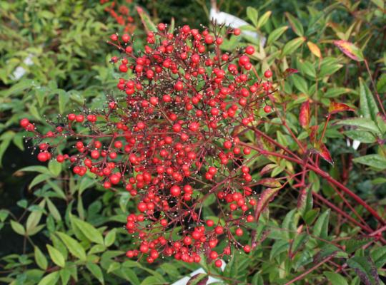 Nandina domestica