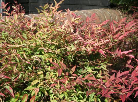 Nandina domestica Richmond