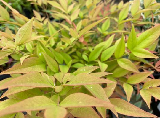 Nandina domestica Gulf Stream