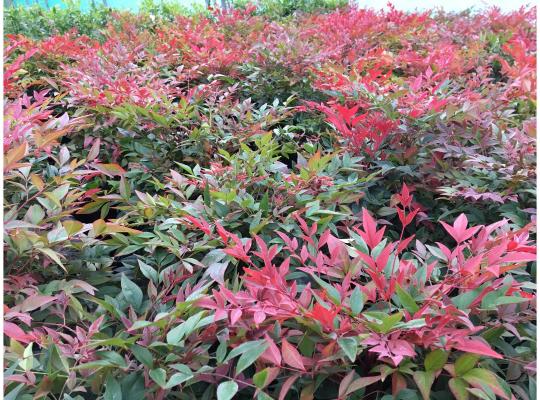 Nandina domestica 'Obsessed'