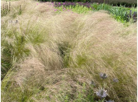 Stipa tenuissima