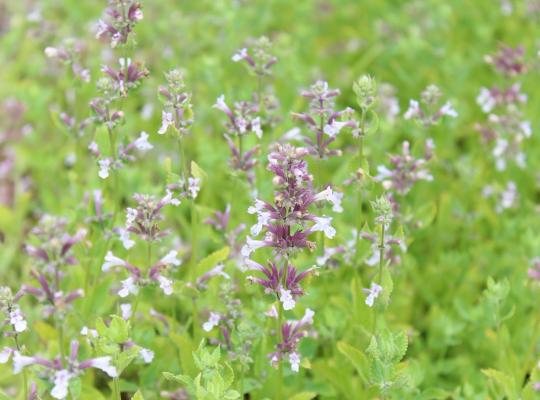 Nepeta grandiflora 'Dawn to Dusk'