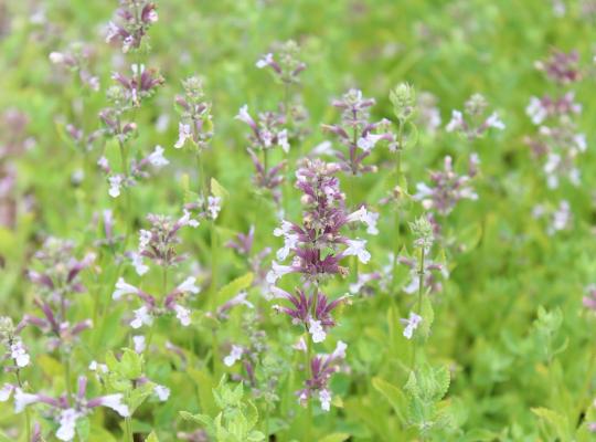 Nepeta grandiflora Dawn To Dusk