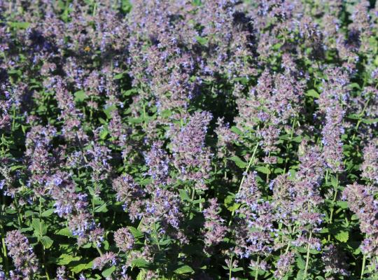 Nepeta grandiflora Summer Magic