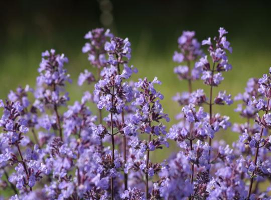 Nepeta x faassenii 'Junior Walker'