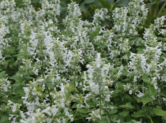 Nepeta racemosa Snowflake