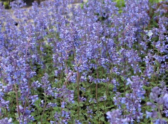 Nepeta 'Walker's Low'