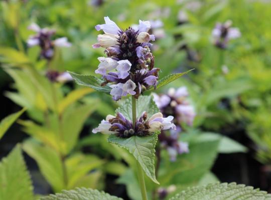 Nepeta subsessillis Sweet Dreams