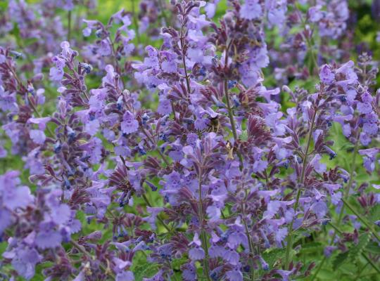 Nepeta faassenii