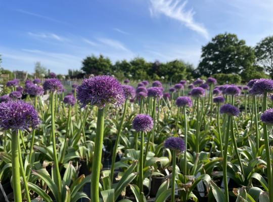 Allium Globemaster