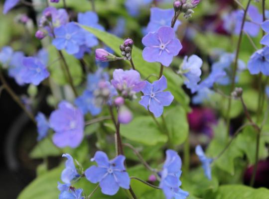 Omphalodes cappadocica Cherry Ingram