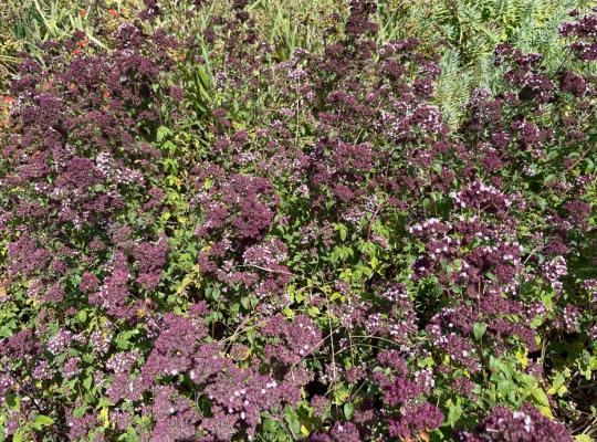 Origanum Rosenkuppel