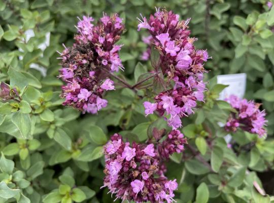 Origanum laevigatum Herrenhausen