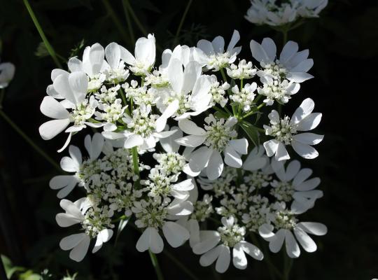 Orlaya grandiflora