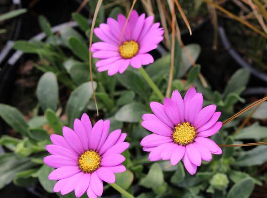 Osteospermum In The Pink