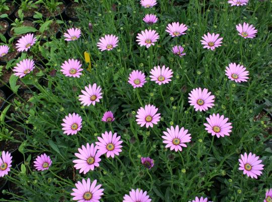 Osteospermum juncundum compactum