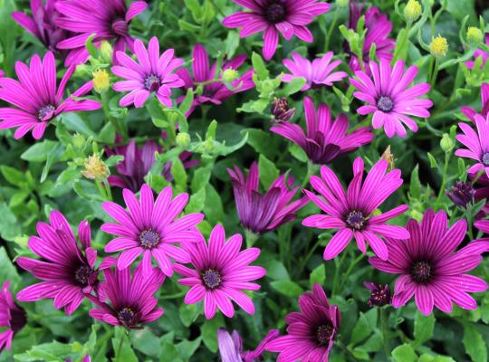 Osteospermum 'Tresco Purple'