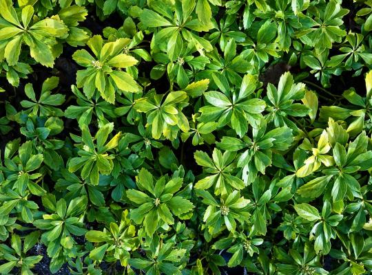 Pachysandra terminalis Green Carpet