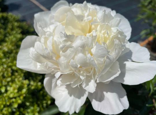 Paeonia lactifolia Immaculee