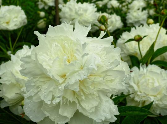 Paeonia lactiflora Duchess de Nemours