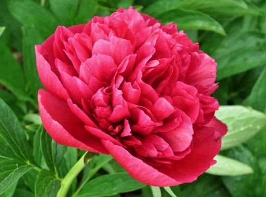 Paeonia 'Karl Rosenfield'